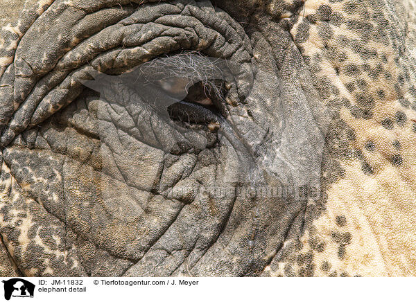Elefant Detail / elephant detail / JM-11832