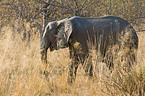 walking elephant