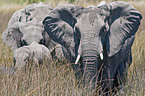 walking elephants
