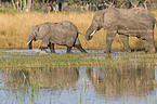 walking elephants