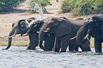 bathing elephants