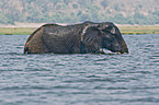 bathing elephant