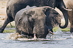 bathing elephant