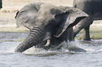 bathing elephant