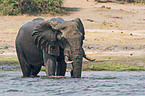 bathing elephant