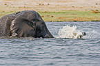 bathing elephant