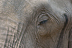 elephant portrait