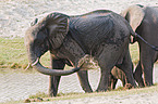 bathing elephant