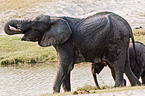 elephants