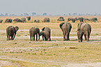 walking elephants