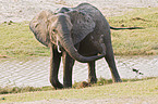 bathing elephant