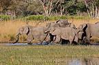 walking elephants