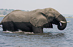 bathing elephant