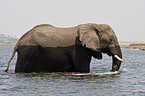 bathing elephant