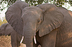 elephant portrait
