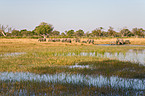 walking elephants