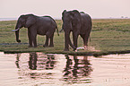 elephants