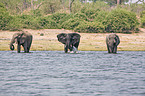 bathing elephants