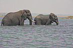 bathing elephants