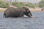 bathing elephant