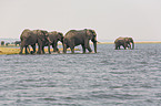 bathing elephants