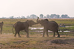 elephants