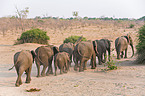 walking elephants