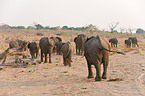 walking elephants