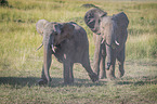 running Elephants
