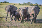 running Elephants
