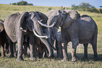 standing Elephants