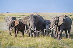 standing Elephants