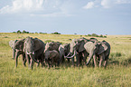 walking Elephants