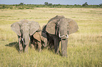 standing Elephants