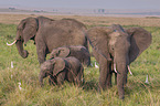 standing Elephant