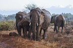 Elephants