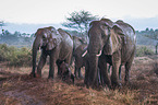 Elephants in the rain