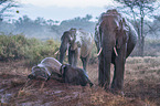 Elephants in the rain