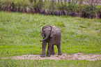 4 months old baby elephant