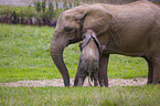 4 months old baby elephant