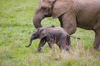 4 months old baby elephant