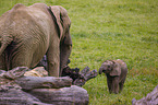 4 months old baby elephant