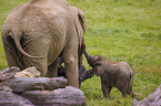 4 months old baby elephant