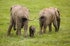 4 months old baby elephant