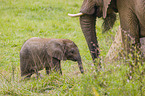 4 months old baby elephant