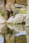 4 months old baby elephant