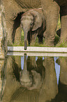 4 months old baby elephant