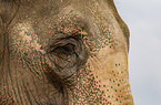 elephant detail