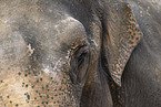 elephant detail