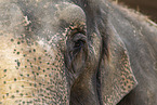 elephant detail